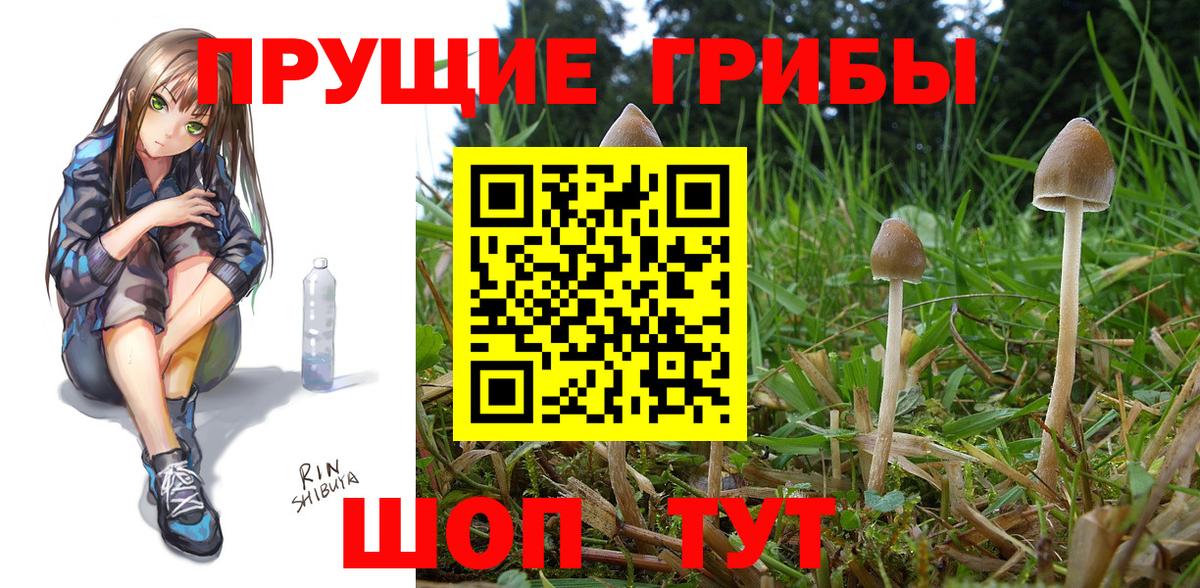 Славгород  Псилоцибиновые грибы Magic Shrooms  Вход с VPN 